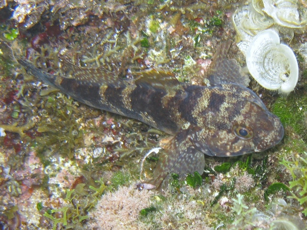 Gobius paganellus