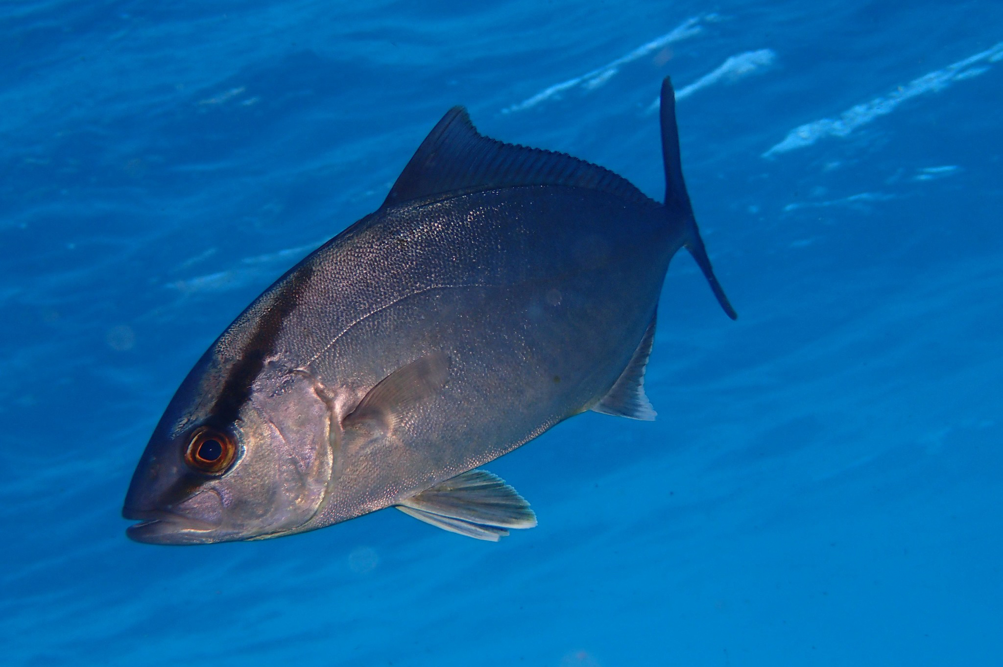 Seriola dumerili σε φυσικό περιβάλλον