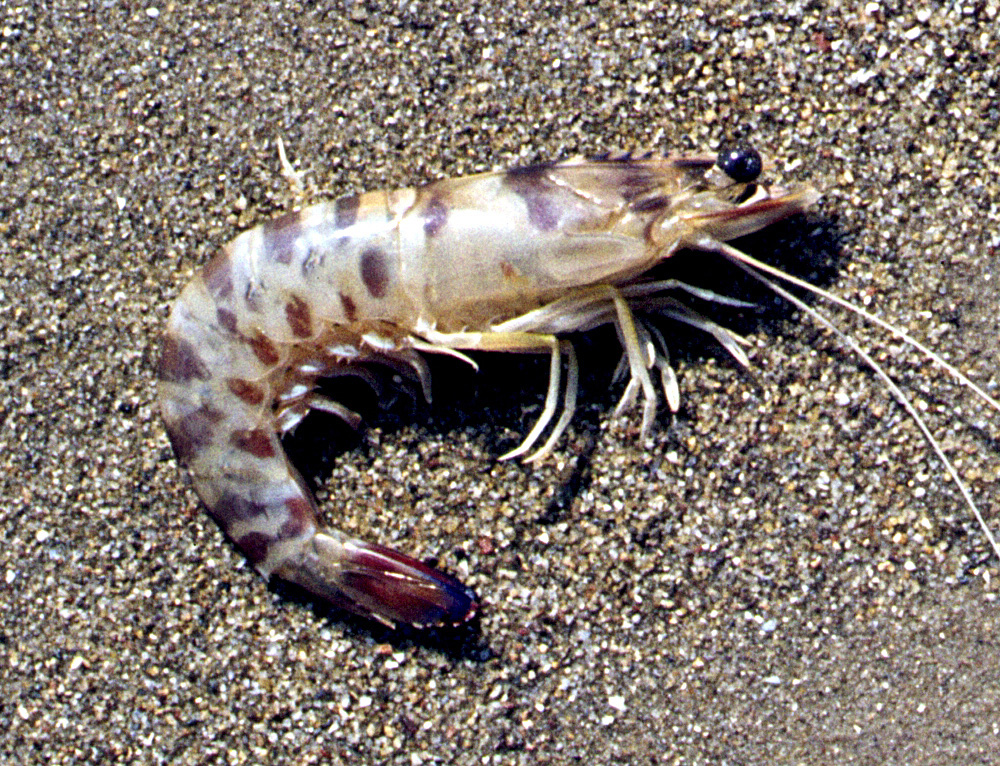 Melicertus kerathurus