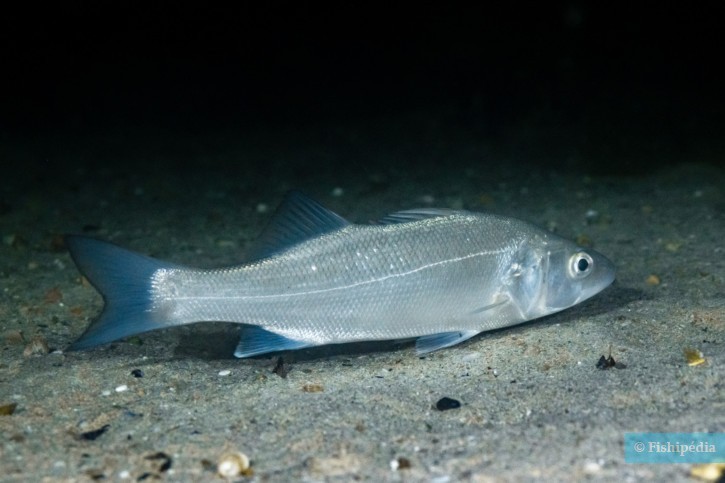 Disentraurchus labrax σε φυσικό περιβάλλον