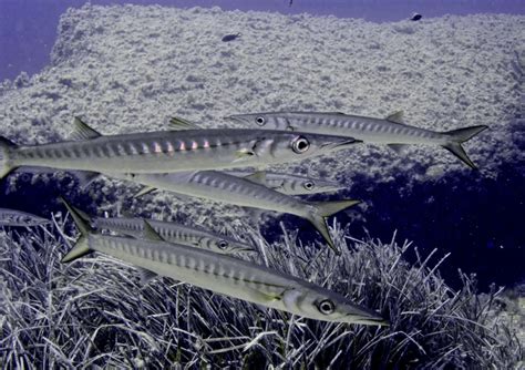 Sphyraena sphyraena σε φυσικό περιβάλλον