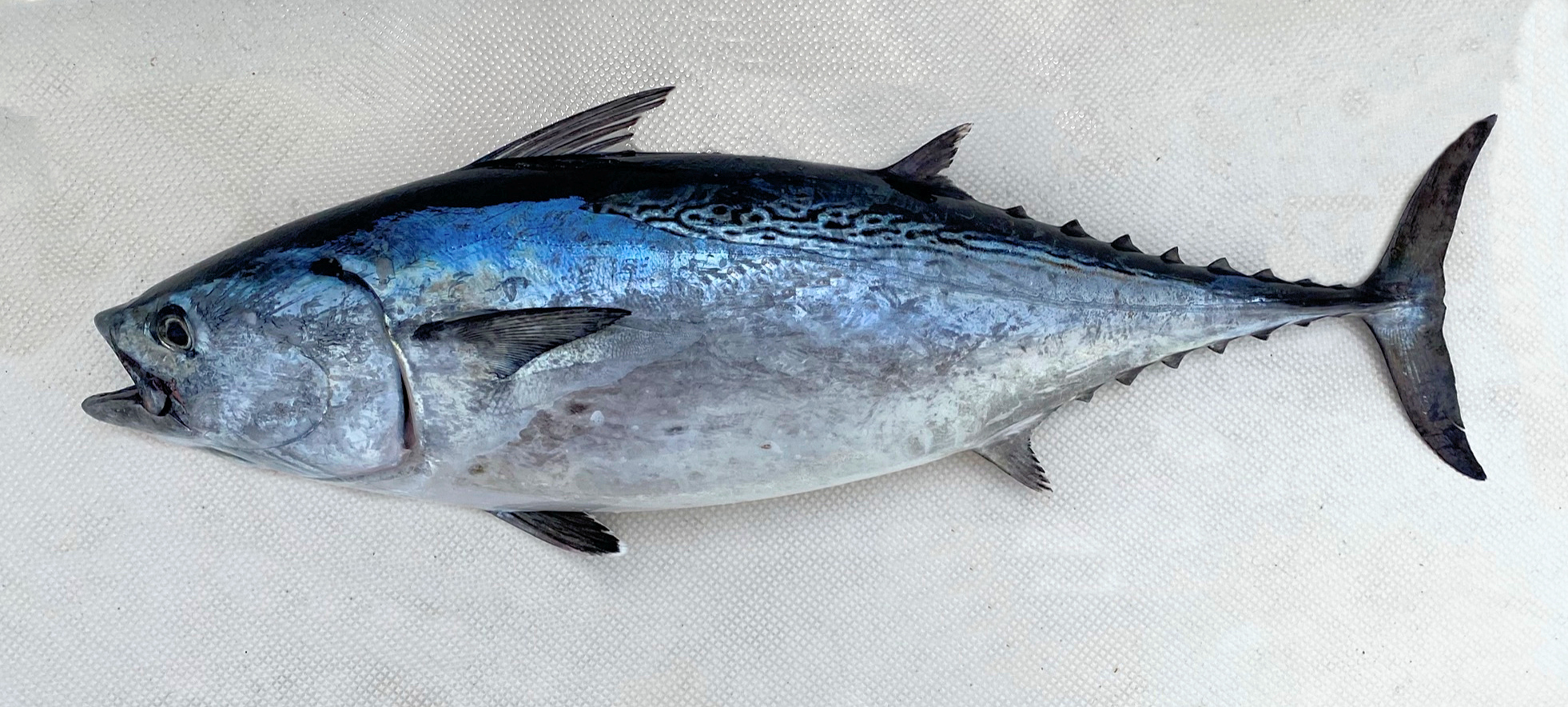 Euthynnus alletteratus