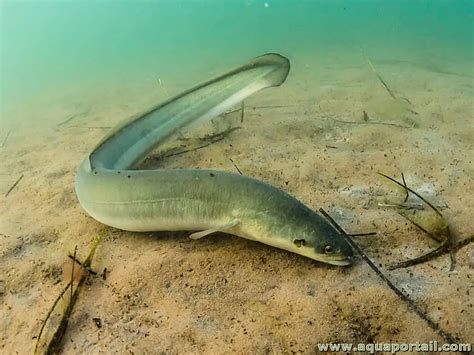 Anguilla anguilla σε φυσικό περιβάλλον